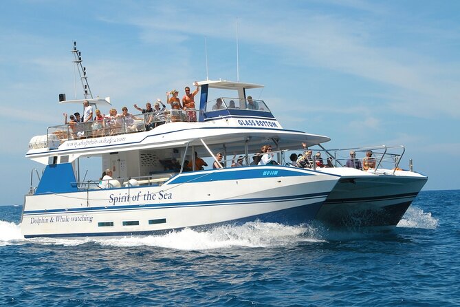 Spirit of the Sea: Cetacean sighting in Gran Canaria - Value check: is the price worth it at about $48?