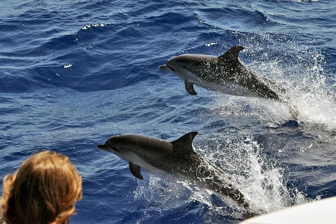 Spirit of the Sea: Cetacean sighting in Gran Canaria - Practical tips to make your trip smoother