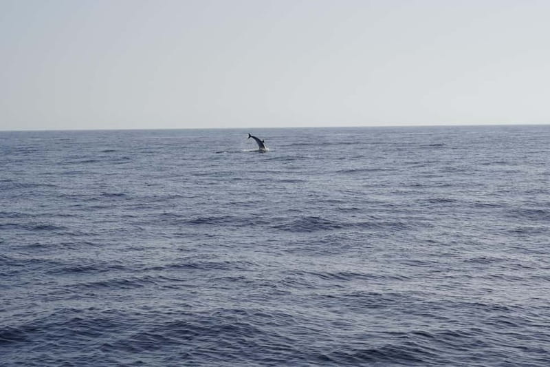 Sunset Dolphin Watching Tour on Hybrid Boat in Small Group - Setting sail from Pasito Blanco, where the trip really starts