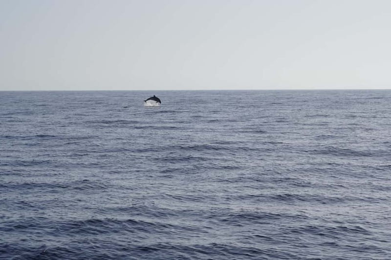 Sunset Dolphin Watching Tour on Hybrid Boat in Small Group - Meet the team on board: Víctor and Paula