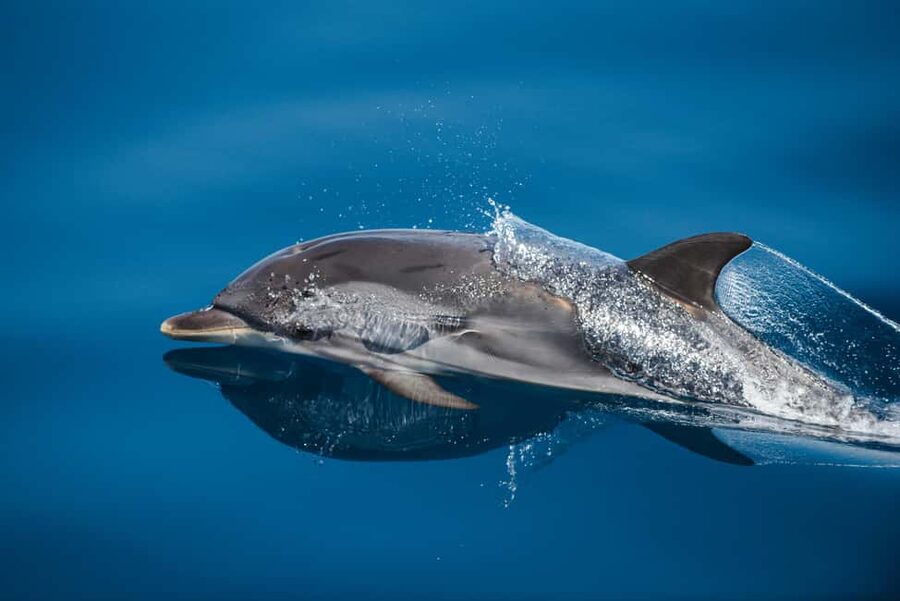 Sunset Dolphin Watching Tour on Hybrid Boat in Small Group - Snacks, drinks, and how sustainability shows up on the water