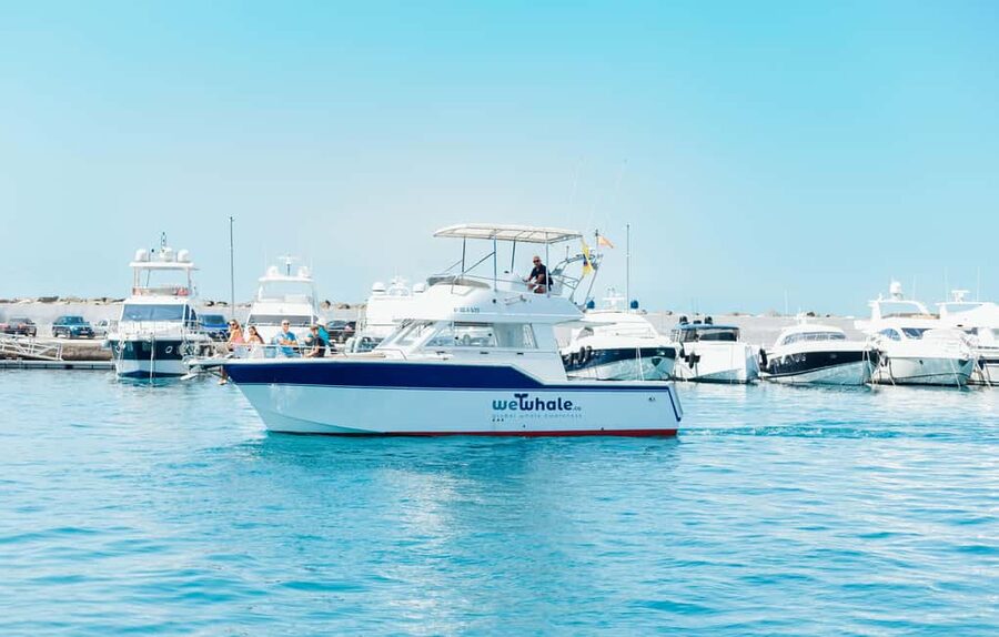 Sunset Dolphin Watching Tour on Hybrid Boat in Small Group - Who should book this sunset tour, and who should skip it