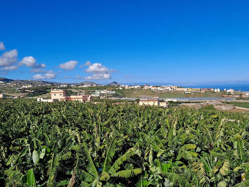 Tastes of Gran Canaria A Day of Flavours and Culture - Agaete Valley at Bodega Los Berrazales: wine tasting plus Europe’s rare coffee plantation