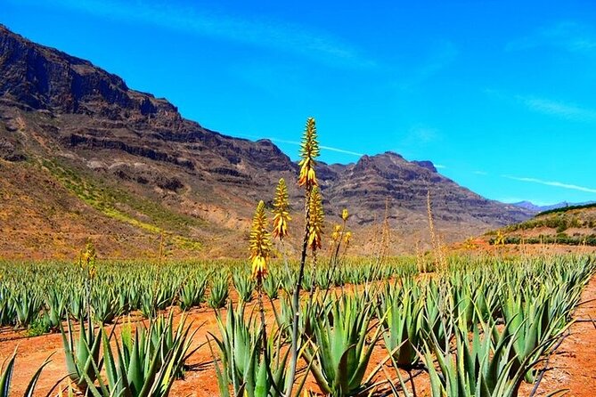Tour to Guayadeque, Firgas, Fataga - VIP - Valleseco lunch break: what to expect and how to plan