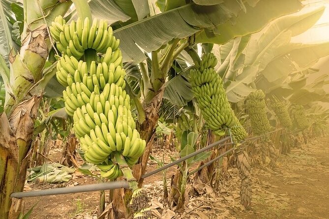 Tour to Mogán, La Aldea & Las Canteras - Big Island tour - Stop 5: Santa Maria de Guía and the Optional Banana Plantation Moment